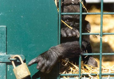 zoo_animals_in_cages_8