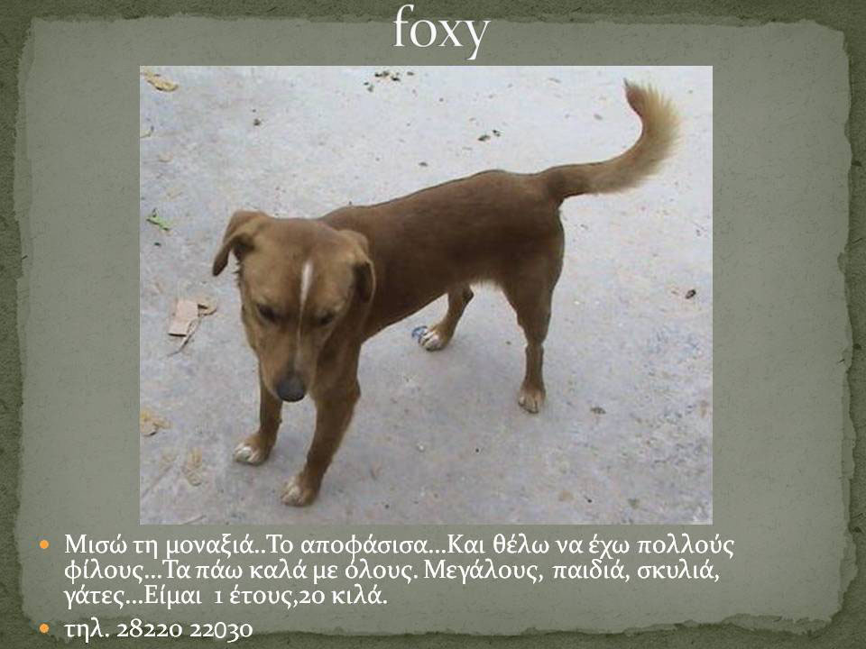 foxie1