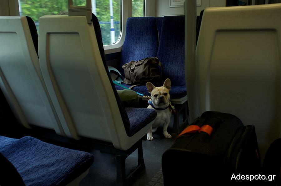 dog-on-train