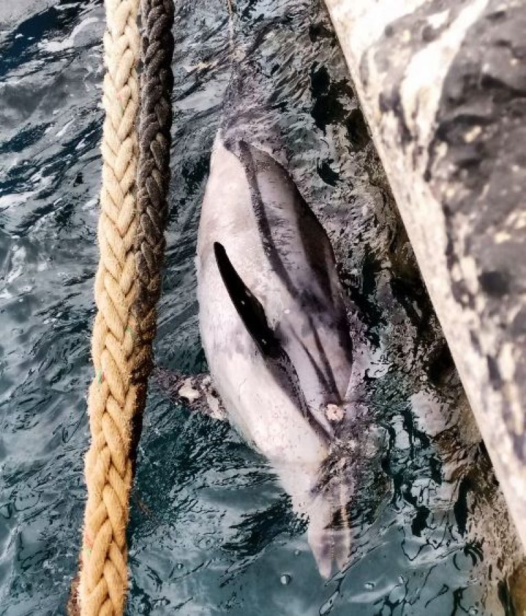 delfini 1